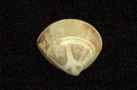 藏品(普通文蛤)的圖片